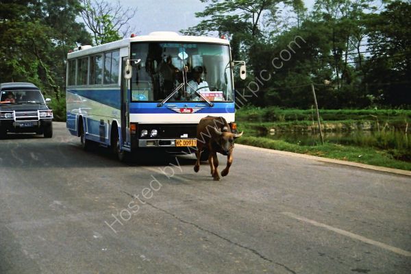 Buffalo chased by a bus, Countryside, Guilin